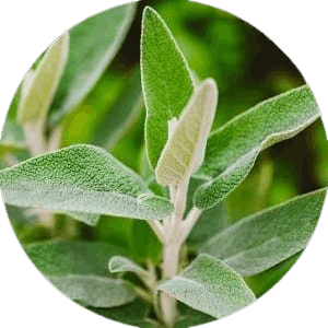 sage leaf