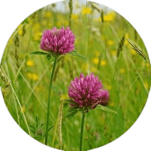 red clover