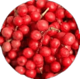 schizandra berry extract