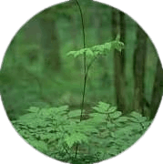 black cohosh